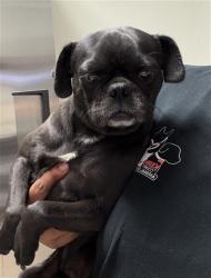 Shelter Stray Male Dog last seen Near BLOCK CHARLESTON DR, BAKERSFIELD CA 93308, 3951 Fruitvale Ave, Bakersfield, CA 93308, USA