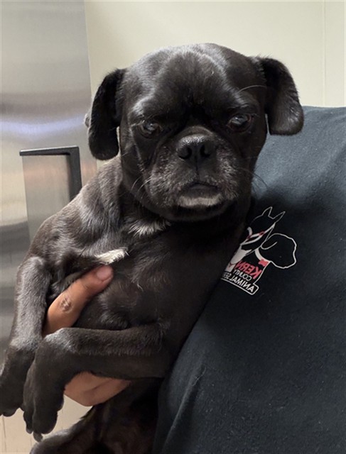 Shelter Stray Male Dog last seen Near BLOCK CHARLESTON DR, BAKERSFIELD CA 93308, 3951 Fruitvale Ave, Bakersfield, CA 93308, USA