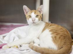 Shelter Stray Male Cat last seen BELL RD/51ST AVE, 5501 E Van Buren St, Phoenix, AZ 85008, USA
