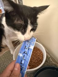 Reunited Female Cat last seen New London Turnpike, right by CT Three Rivers, Norwich, CT 06360