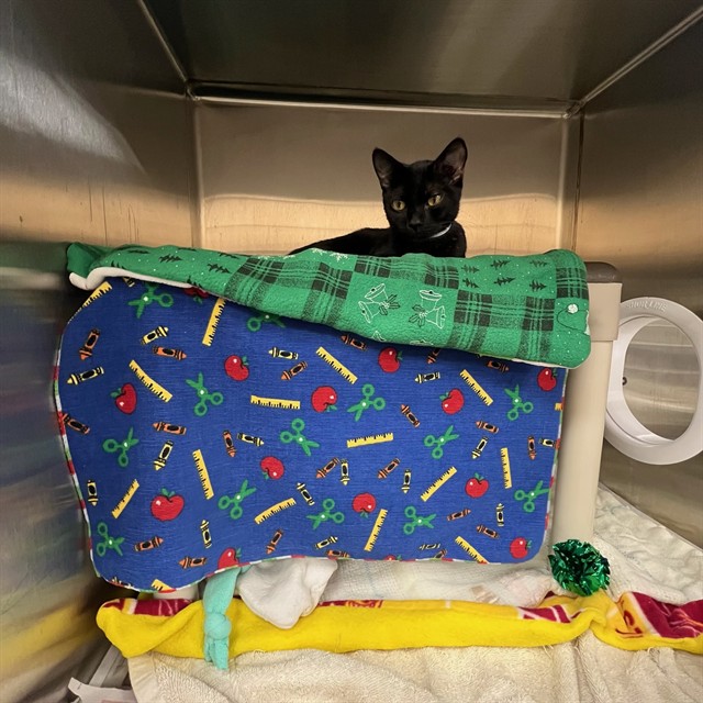 Shelter Stray Female Cat last seen , 5501 E Van Buren St, Phoenix, AZ 85008, USA