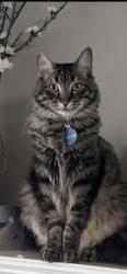 Lost Male Cat last seen Grand Peninsula area, Grand Prairie, TX 75054