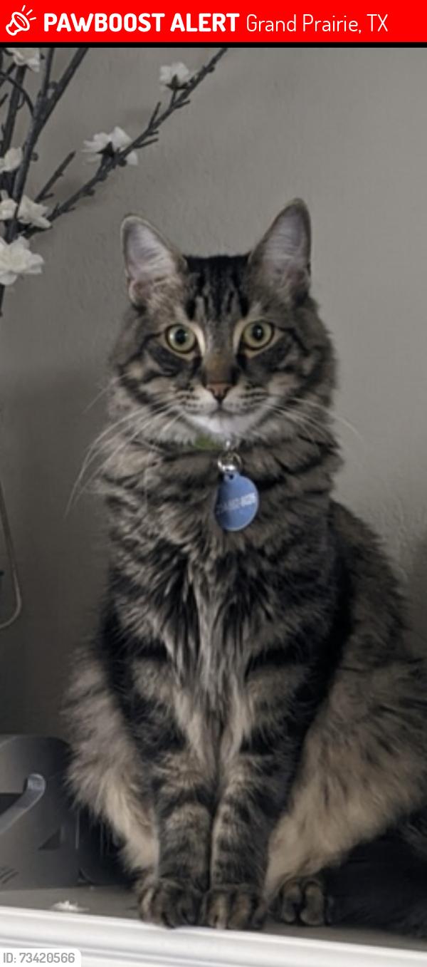 Lost Male Cat last seen Grand Peninsula area, Grand Prairie, TX 75054