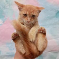 Shelter Stray Male Cat last seen ELK GROVE FLORIN RD / AIZENBERG CIR, 9150 Union Park Way, Elk Grove, CA 95624, USA