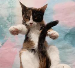 Shelter Stray Female Cat last seen ELK GROVE FLORIN RD / AIZENBERG CIR, 9150 Union Park Way, Elk Grove, CA 95624, USA