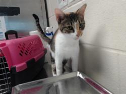 Shelter Stray Female Cat last seen Near VEANNA DR, FAYETTEVILLE NC 28301, 4704 Corporation Dr, Fayetteville, NC 28306, USA