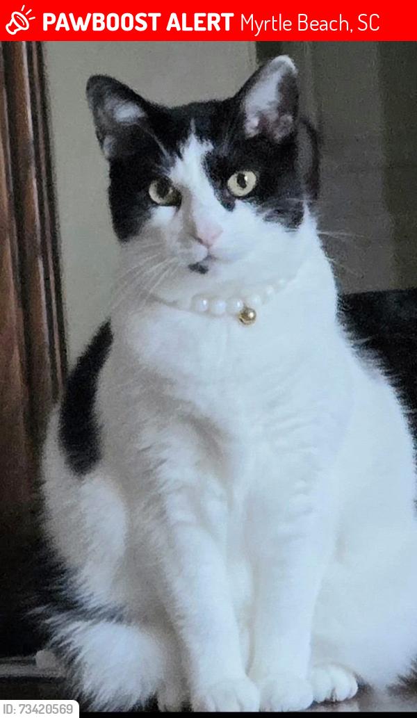 Lost Female Cat last seen Past the boat club to the left hand side of the road up the hill when you come around the sharp turn, Myrtle Beach, SC 29588
