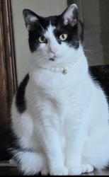 Lost Female Cat last seen Past the boat club to the left hand side of the road up the hill when you come around the sharp turn, Myrtle Beach, SC 29588