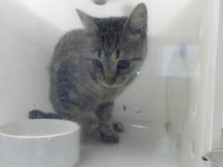 Shelter Stray Unknown Cat last seen Near BLOCK BRIAR CIR, FAYETTEVILLE NC 28306, 4704 Corporation Dr, Fayetteville, NC 28306, USA