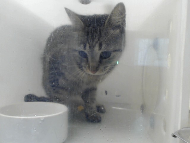 Shelter Stray Unknown Cat last seen Near BLOCK BRIAR CIR, FAYETTEVILLE NC 28306, 4704 Corporation Dr, Fayetteville, NC 28306, USA