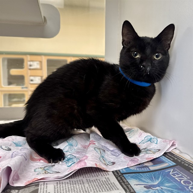 Shelter Stray Male Cat last seen Near BLOCK ADELFA ST, LAKE ELSINORE, 6851 Van Buren Boulevard, Jurupa Valley, CA 92509, USA
