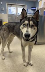 Shelter Stray Male Dog last seen Near BLOCK 20TH ST, JURUPA VALLEY CA 92509, 6851 Van Buren Boulevard, Jurupa Valley, CA 92509, USA