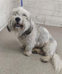 Shelter Stray Male Dog last seen S 5 ST X W M ST, 333 Chandler Pl, San Bernardino, CA 92408, USA
