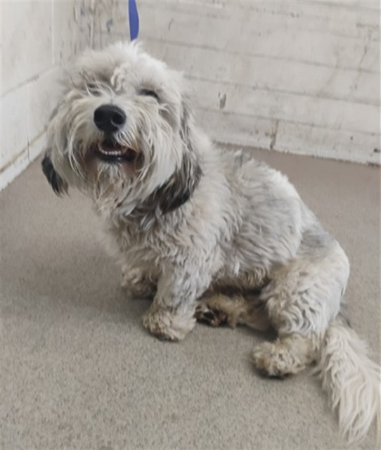 Shelter Stray Male Dog last seen S 5 ST X W M ST, 333 Chandler Pl, San Bernardino, CA 92408, USA