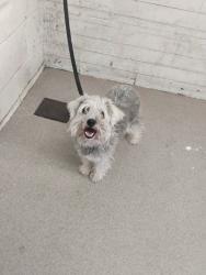 Shelter Stray Female Dog last seen E ST AND ORANGE SHOW RD, 333 Chandler Pl, San Bernardino, CA 92408, USA