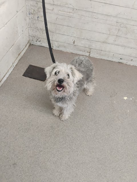 Shelter Stray Female Dog last seen E ST AND ORANGE SHOW RD, 333 Chandler Pl, San Bernardino, CA 92408, USA