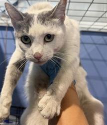 Shelter Stray Female Cat last seen W 6TH ST X N MACY ST, 333 Chandler Pl, San Bernardino, CA 92408, USA