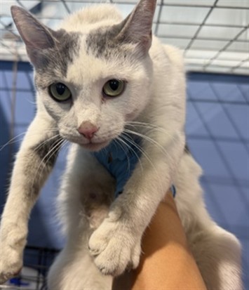 Shelter Stray Female Cat last seen W 6TH ST X N MACY ST, 333 Chandler Pl, San Bernardino, CA 92408, USA