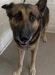 Shelter Stray Male Dog last seen FOGG ST X S RANCHO AVE, 333 Chandler Pl, San Bernardino, CA 92408, USA