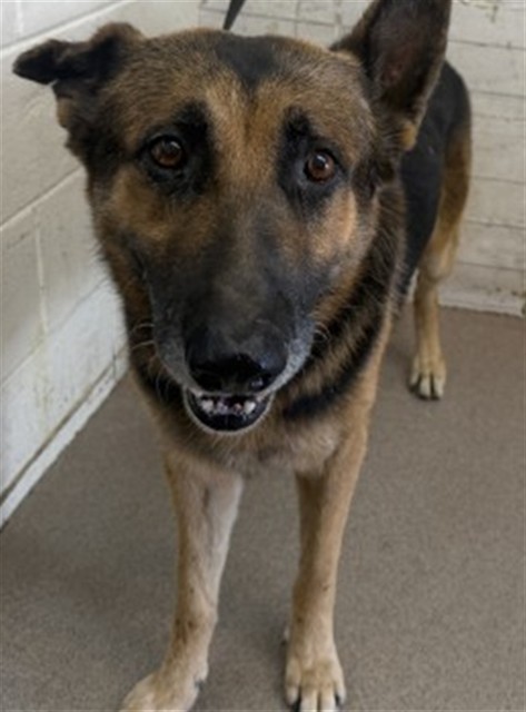 Shelter Stray Male Dog last seen FOGG ST X S RANCHO AVE, 333 Chandler Pl, San Bernardino, CA 92408, USA