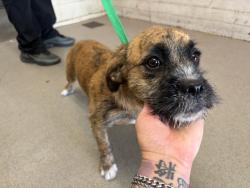 Shelter Stray Female Dog last seen STRAYS GRANADA/SPHON, 333 Chandler Pl, San Bernardino, CA 92408, USA