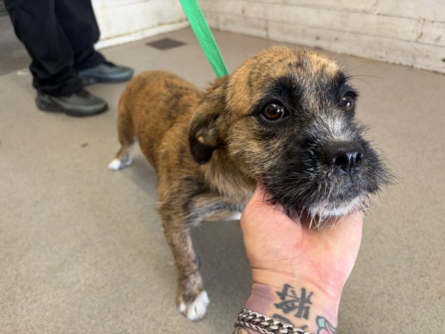 Shelter Stray Female Dog last seen STRAYS GRANADA/SPHON, 333 Chandler Pl, San Bernardino, CA 92408, USA