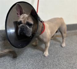 Shelter Stray Female Dog last seen , 3201 Lacy St, Los Angeles, CA 90031, USA