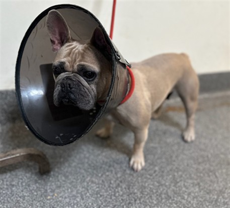 Shelter Stray Female Dog last seen , 3201 Lacy St, Los Angeles, CA 90031, USA