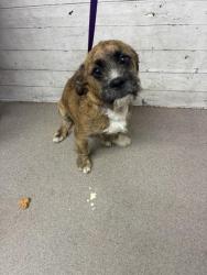 Shelter Stray Male Dog last seen STRAYS GRANADA/SPHON, 333 Chandler Pl, San Bernardino, CA 92408, USA