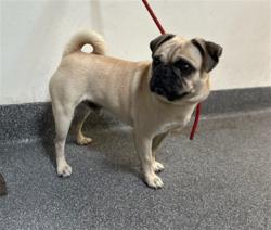 Shelter Stray Male Dog last seen , 3201 Lacy St, Los Angeles, CA 90031, USA