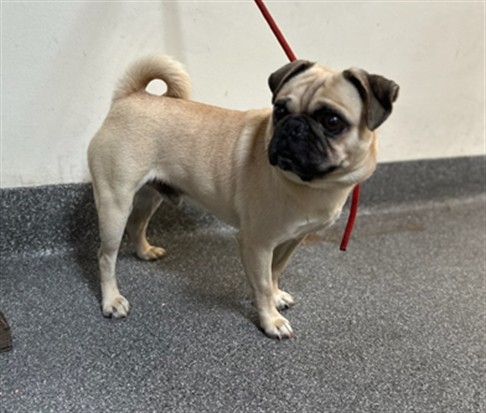 Shelter Stray Male Dog last seen , 3201 Lacy St, Los Angeles, CA 90031, USA