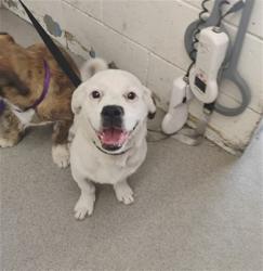 Shelter Stray Male Dog last seen STRAYS GRANADA/SPHON, 333 Chandler Pl, San Bernardino, CA 92408, USA