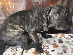 Shelter Stray Male Dog last seen , West Valley Animal Shelter, 20655 Plummer St, Chatsworth, CA 91311, USA