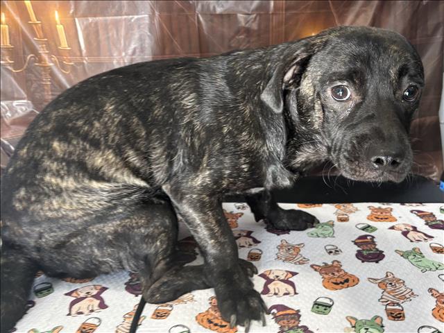 Shelter Stray Male Dog last seen , West Valley Animal Shelter, 20655 Plummer St, Chatsworth, CA 91311, USA