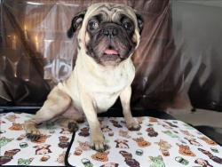 Shelter Stray Male Dog last seen , West Valley Animal Shelter, 20655 Plummer St, Chatsworth, CA 91311, USA
