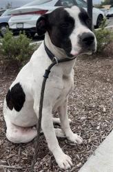 Shelter Stray Male Dog last seen Near, 5001 E Raymond St, Indianapolis, IN 46203, USA