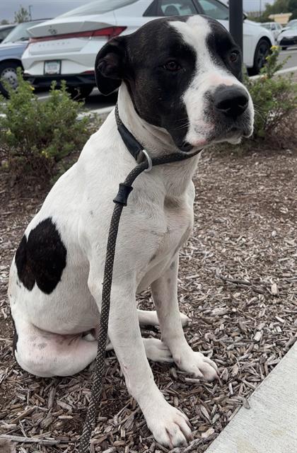 Shelter Stray Male Dog last seen Near, 5001 E Raymond St, Indianapolis, IN 46203, USA