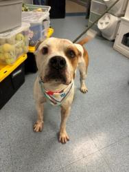 Shelter Stray Male Dog last seen Near BLOCK SW 232ND ST, 3599 NW 79th Ave, Doral, FL 33122, USA