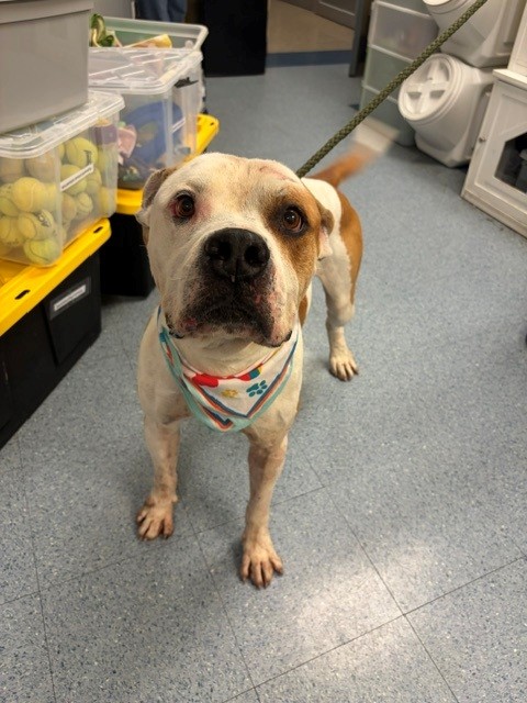 Shelter Stray Male Dog last seen Near BLOCK SW 232ND ST, 3599 NW 79th Ave, Doral, FL 33122, USA