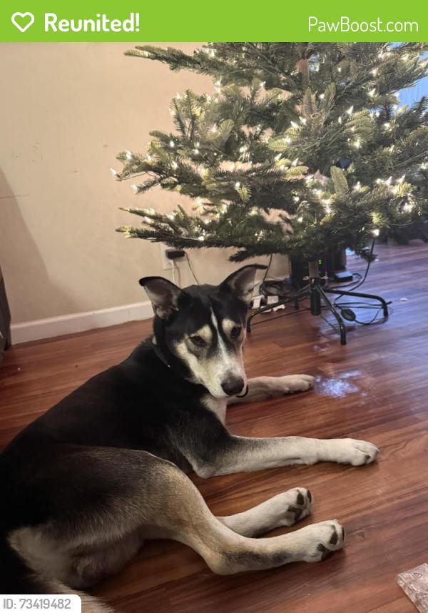 Reunited Male Dog last seen 19th and Santa Clara, San Jose, CA 95116