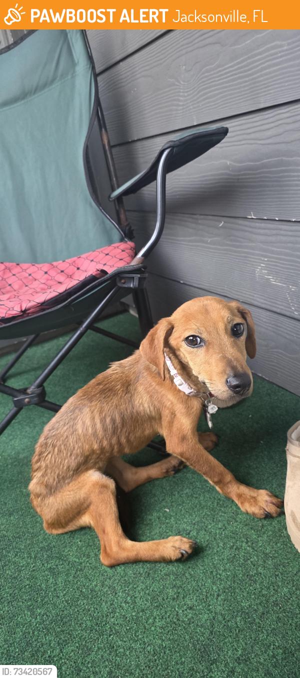 Found/Stray Female Dog last seen Boat apmt, Jacksonville, FL 32216