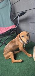 Found/Stray Female Dog last seen Boat apmt, Jacksonville, FL 32216