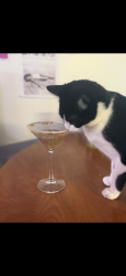 Lost Female Cat last seen Cass st, Morgantown, WV 26505