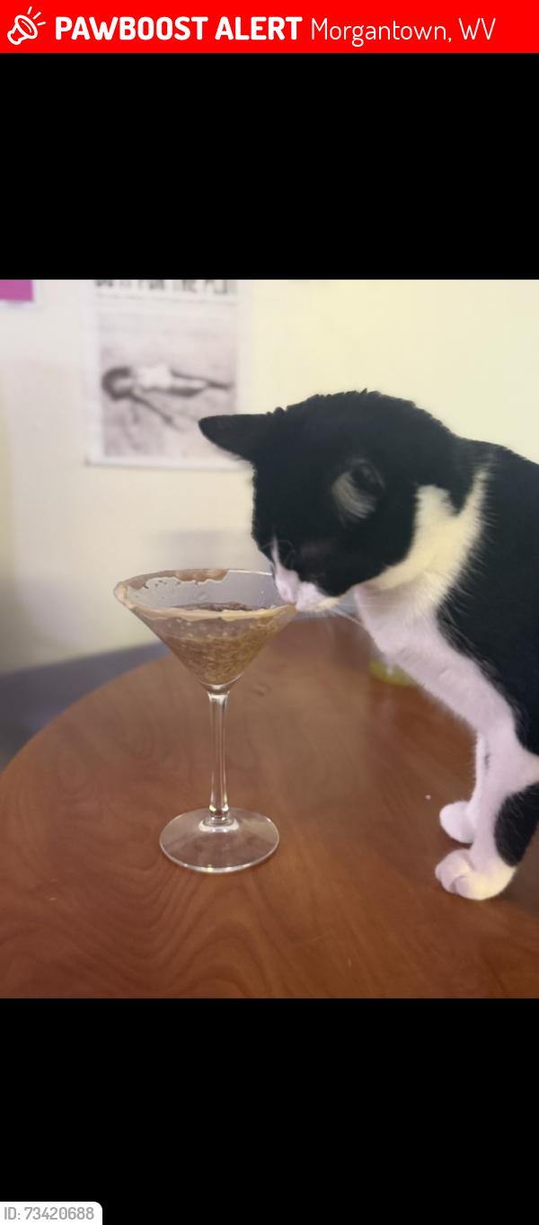 Lost Female Cat last seen Cass st, Morgantown, WV 26505