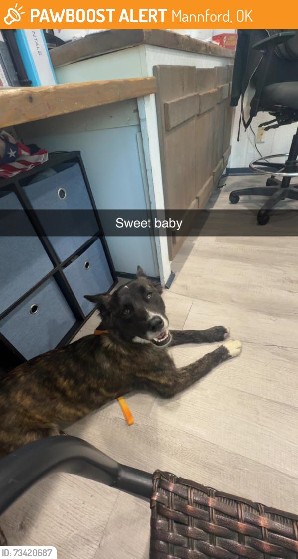 Found/Stray Female Dog last seen Basin Rd, Keystone Lake, Mannford, OK 74044