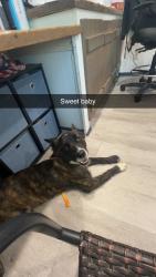 Found/Stray Female Dog last seen Basin Rd, Keystone Lake, Mannford, OK 74044