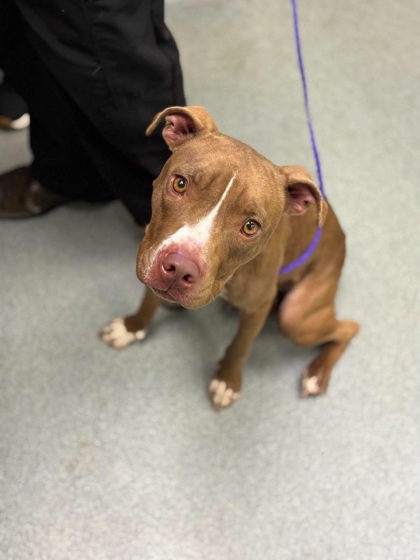 Shelter Stray Female Dog last seen Hwy 42 & I20 intersection, Kilgore, City of, TX, 303 H G Mosley Pkwy, Longview, TX 75604, USA