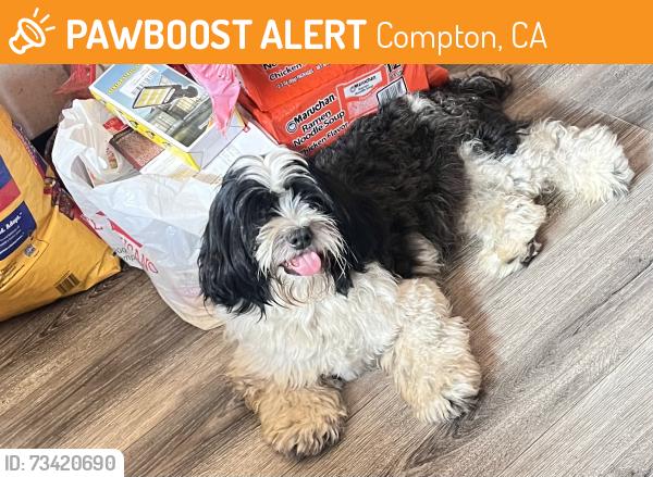 Found/Stray Male Dog last seen Compton, Compton, CA 90221