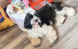 Found/Stray Male Dog last seen Compton, Compton, CA 90221
