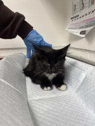 Shelter Stray Unknown Cat last seen Near 60th Ave, Oakland, CA, 1101 29th Ave, Oakland, CA 94601, USA